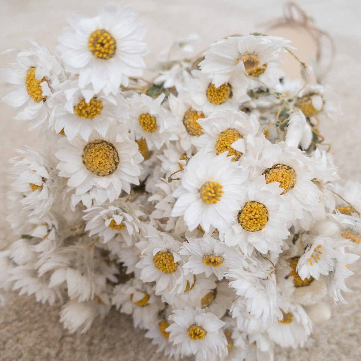 Daisy Flowers, Dried - Wild Harvested – Tame the Spirit