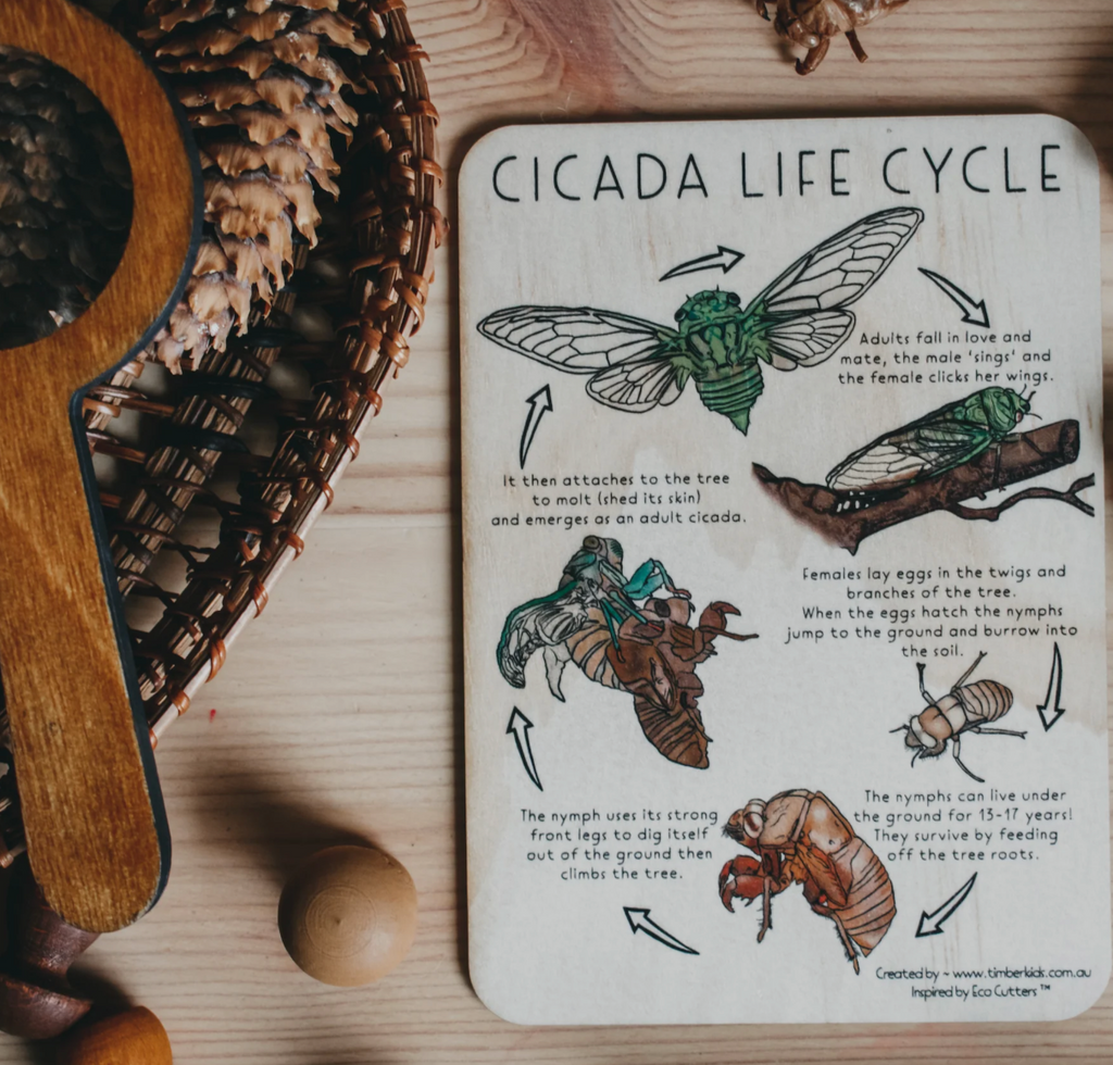 Cicada Life Cycle Timber Tile